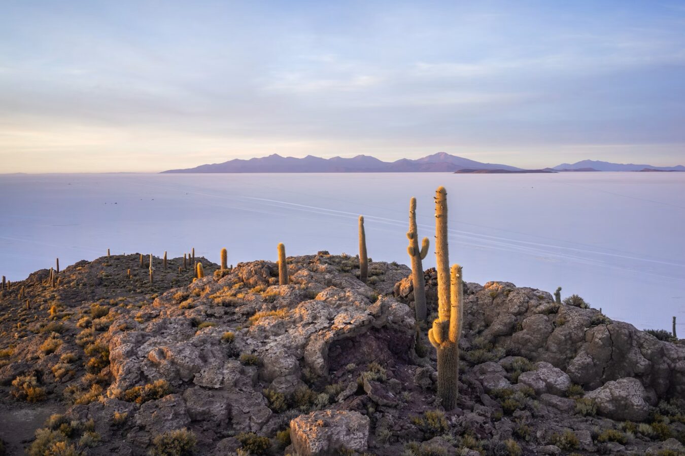 Uyuni Isla de cactus