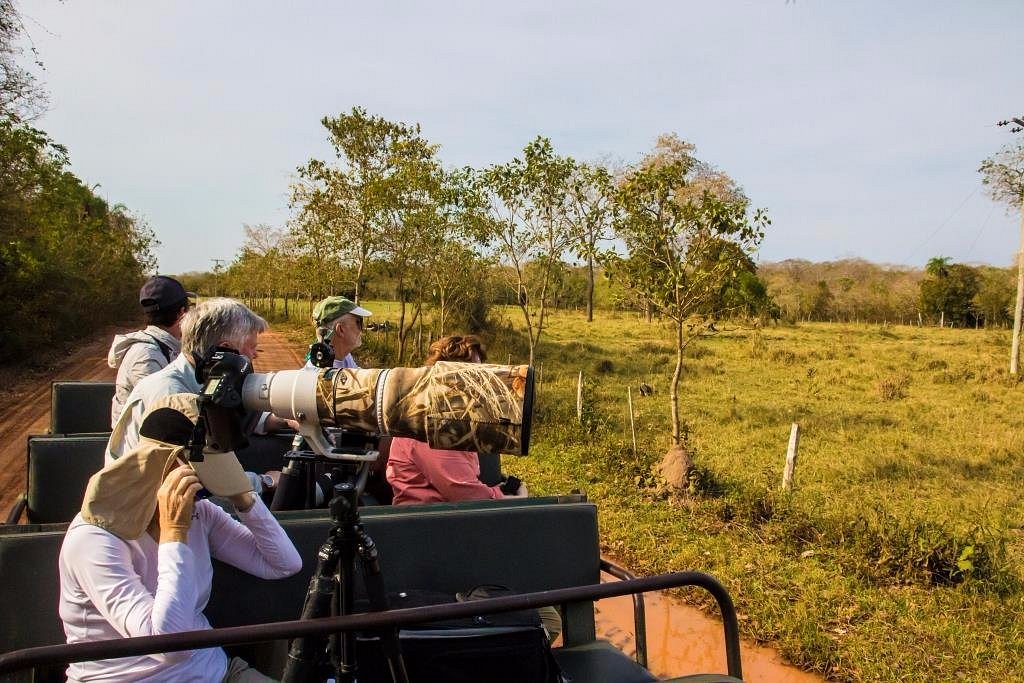 safari