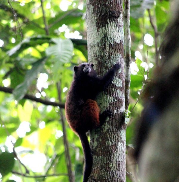tamarin monkey