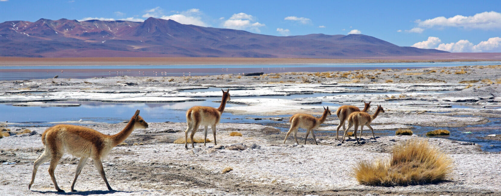 Vicugna vicugna Salar de Chalviri